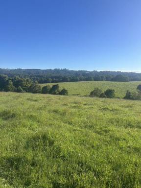 Livestock For Sale - VIC - Beech Forest - 3237 - Relaxed rural living environment  (Image 2)