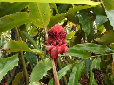 House For Sale - NT - Lambells Lagoon - 0822 - Tropical Treat (Image 2)