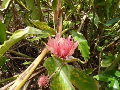 House For Sale - NT - Lambells Lagoon - 0822 - Tropical Treat (Image 2)