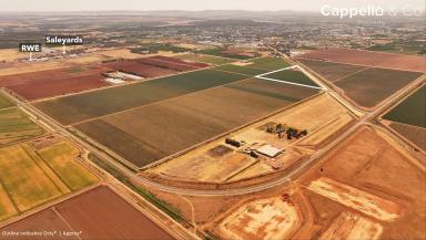 Horticulture For Sale - NSW - Griffith - 2680 - 1500sqm* Shed on 3ha+ Allotment  (Image 2)