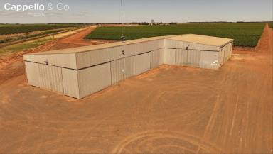 Horticulture For Sale - NSW - Griffith - 2680 - 1500sqm* Shed on 5ha +/_ Allotment  (Image 2)