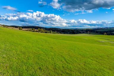 Other (Rural) For Sale - NSW - Kingsdale - 2580 - "The Piano Shed" - Southern Tablelands holding with scale, close to Goulburn City. (Image 2)