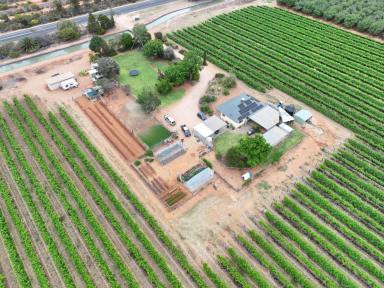 House For Sale - VIC - Red Cliffs - 3496 - LIFESTYLE OASIS  (Image 2)