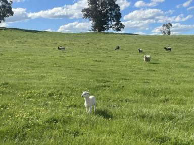 Residential Block For Sale - NSW - Jugiong - 2726 - A Rare Find  (Image 2)