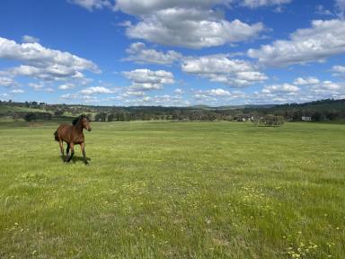 Residential Block For Sale - NSW - Jugiong - 2726 - A Rare Find  (Image 2)