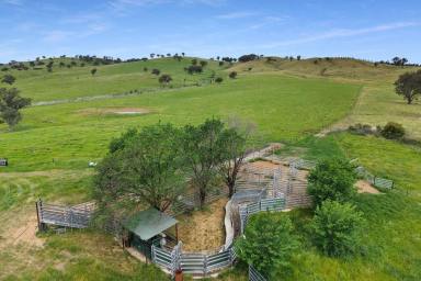 Mixed Farming For Sale - NSW - Woodstock - 2793 - HIGH QUALITY, TABLELANDS SECURE GRAZING!  (Image 2)