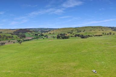 Mixed Farming For Sale - NSW - Woodstock - 2793 - HIGH QUALITY, TABLELANDS SECURE GRAZING!  (Image 2)