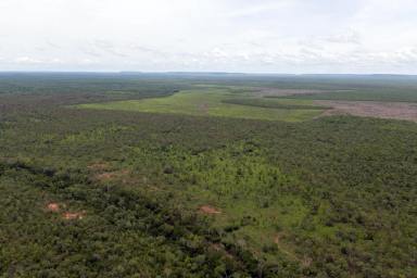 Livestock For Sale - NT - Douglas-daly - 0822 - RENOWNED BREEDING PLATFORM & CROPPING DEVELOPMENT OPPORTUNITY (Image 2)
