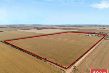 Other (Rural) For Sale - SA - Mallala - 5502 - Fantastic Set Up On 143 Acres  (Image 2)