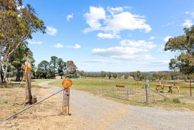 Mixed Farming For Sale - NSW - Bellmount Forest - 2581 - Escape And Head For The Hills  (Image 2)