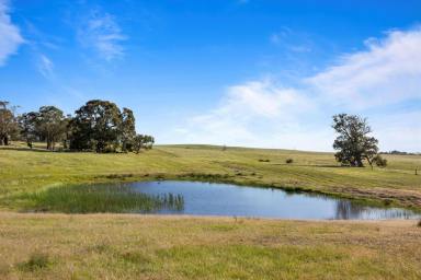 Mixed Farming For Sale - VIC - Bo Peep - 3351 - 'Carngham Heights' Ballarat Fringe Rural Holdings  (Image 2)