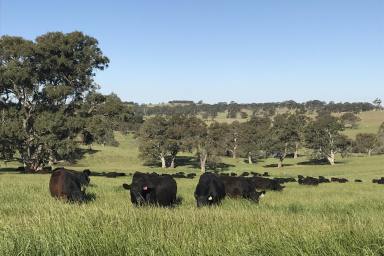 Livestock For Sale - SA - Woodside - 5244 - The very best of both worlds.  (Image 2)