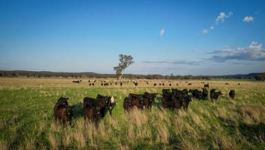 Mixed Farming For Sale - NSW - Dunedoo - 2844 - Improved Pasture Powerhouse with Excellent Water Security  (Image 2)