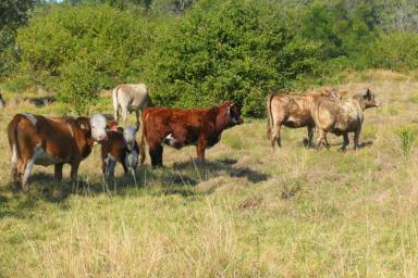 Lifestyle For Sale - NSW - Busbys Flat - 2469 - PICTURE PERFECT (Image 2)