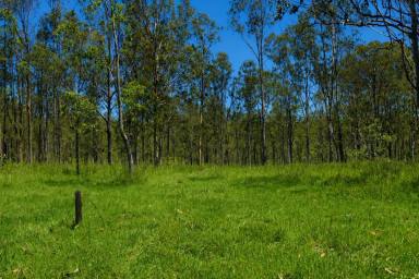 Lifestyle For Sale - NSW - Tabulam - 2469 - SECLUDED CAMPING BLOCK NEAR TABULAM , CLOSE TO THE CLARENCE RIVER  (Image 2)