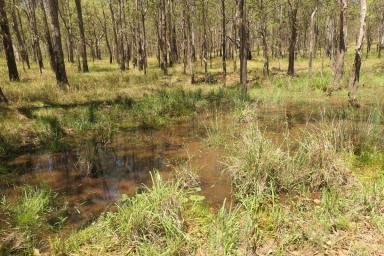 Lifestyle For Sale - NSW - Tabulam - 2469 - DINKI-DI!  (Image 2)