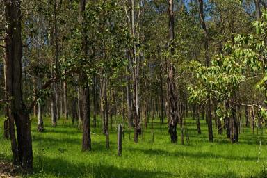 Lifestyle For Sale - NSW - Tabulam - 2469 - SECLUDED CAMPING BLOCK NEAR TABULAM , CLOSE TO THE CLARENCE RIVER  (Image 2)