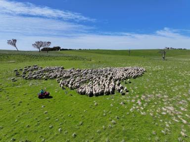 Livestock For Sale - NSW - Golspie - 2580 - TABLELANDS EXPANSION OPPORTUNITY  (Image 2)