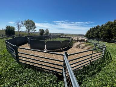 Livestock For Sale - NSW - Golspie - 2580 - TABLELANDS EXPANSION OPPORTUNITY  (Image 2)