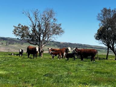 Livestock For Sale - NSW - Golspie - 2580 - TABLELANDS EXPANSION OPPORTUNITY  (Image 2)