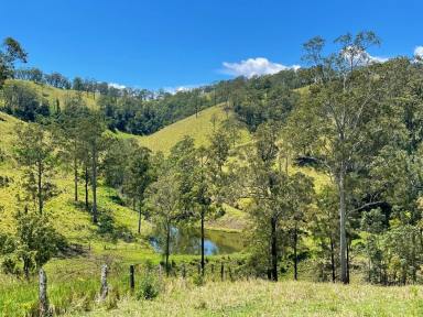 Livestock For Sale - NSW - Wyneden - 2474 - "ON TOP OF THE WORLD"  (Image 2)