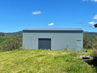 Livestock For Sale - NSW - Wyneden - 2474 - "ON TOP OF THE WORLD"  (Image 2)