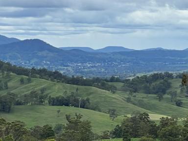 Livestock For Sale - NSW - Wyneden - 2474 - "On Top of the World"  (Image 2)