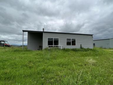 Livestock For Sale - NSW - Wyneden - 2474 - "On Top of the World"  (Image 2)