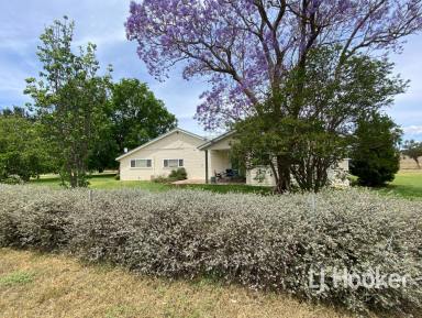 Mixed Farming For Sale - NSW - Inverell - 2360 - 'Beaumont' 1198 Bukkulla Road, Ashford NSW 2361 (Image 2)