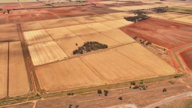 Cropping For Sale - NSW - Gogeldrie - 2705 - WALK STRAIGHT IN - LASERED WITH RECYCLE SYSTEM  (Image 2)