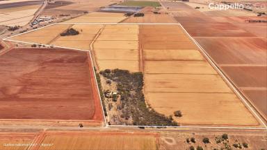 Cropping For Sale - NSW - Gogeldrie - 2705 - WALK STRAIGHT IN - LASERED WITH RECYCLE SYSTEM  (Image 2)