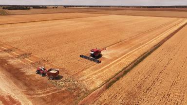 Cropping For Sale - NSW - Gogeldrie - 2705 - WALK STRAIGHT IN - LASERED WITH RECYCLE SYSTEM  (Image 2)