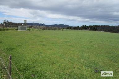 Livestock For Sale - TAS - Melrose - 7310 - CROPPING & GRAZING - 50.07 HECTARES (125 ACRES)  (Image 2)