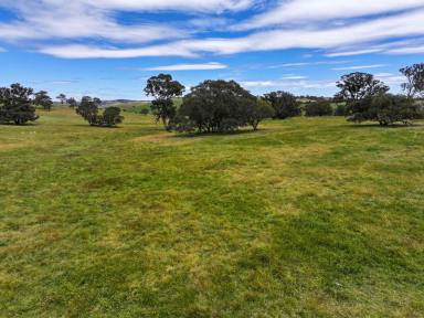Mixed Farming For Sale - NSW - Gunning - 2581 - ENVIABLE PRODUCTION WITH DEVELOPMENT UPSIDE  (Image 2)