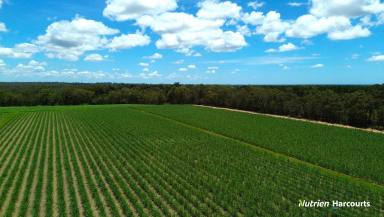 Horticulture For Sale - QLD - Gregory River - 4660 - 231 ACRES OF CULTIVATION WITH 3 WATER SOURCES  (Image 2)