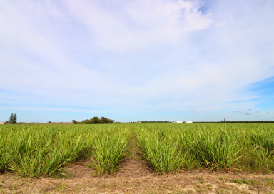 Horticulture For Sale - QLD - Alloway - 4670 - 50 ACRES 40 MEG WATER IN ALLOWAY = OPPORTUNITY  (Image 2)