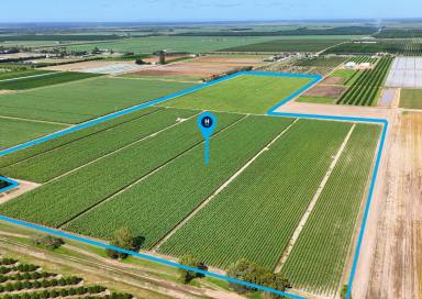 Horticulture For Sale - QLD - Alloway - 4670 - 50 ACRES 40 MEG WATER IN ALLOWAY = OPPORTUNITY  (Image 2)