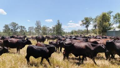 Livestock For Sale - QLD - Castle Creek - 4715 - A highly productive cattle breeding & backgrounding operation, with a registered carbon sequestration project  (Image 2)