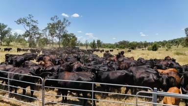 Livestock For Sale - QLD - Castle Creek - 4715 - A highly productive cattle breeding & backgrounding operation, with a registered carbon sequestration project  (Image 2)