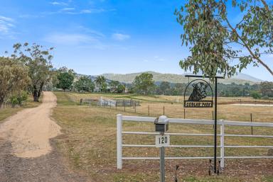 Lifestyle For Sale - NSW - Currabubula - 2342 - WELL PRESENTED SMALL ACREAGE  (Image 2)