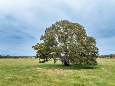 Mixed Farming For Sale - SA - Lochaber - 5271 - Pedericks Road - Granny's  (Image 2)