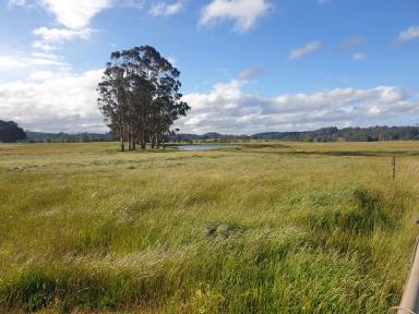 Livestock Sold - TAS - Nook - 7306 - Productive Versatile block 20.2 (50 acres)  (Image 2)