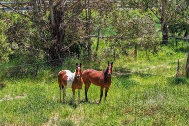 Lifestyle For Sale - NSW - Carcoar - 2791 - Charming homestead on acreage close to town! (Image 2)