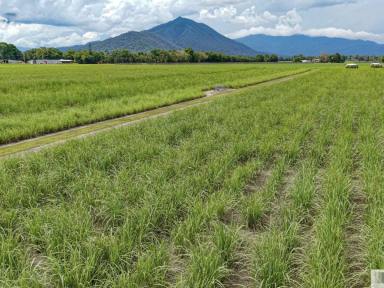 Residential Block For Sale - QLD - Silky Oak - 4854 - Approx. 75 Acres of Prime Farming Land  (Image 2)
