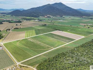 Residential Block For Sale - QLD - Silky Oak - 4854 - Approx. 75 Acres of Prime Farming Land  (Image 2)