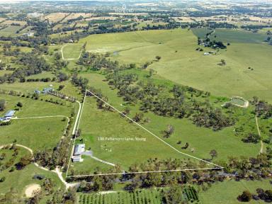 House For Sale - NSW - Young - 2594 - Spacious 5-Bedroom Brick Home on 10 Acres  (Image 2)