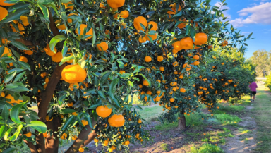 Commercial Farming For Sale - QLD - Gayndah - 4625 - A RARE AND EXCEPTIONAL OPPORTUNITY - ORCHARD WITH DEVELOPMENT POTENTIAL  (Image 2)