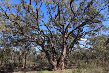 Other (Rural) For Sale - VIC - Whroo - 3612 - The Ultimate Bush Retreat - Your Private Escape Awaits  (Image 2)