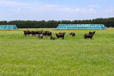 Livestock For Sale - VIC - Panmure - 3265 - Highest calibre and quality property - high production livestock and fodder factory.  (Image 2)