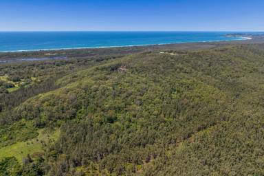 Other (Rural) For Sale - NSW - Crescent Head - 2440 - 52 ha of Freedom-Ocean Views-Minutes from Surf  (Image 2)
